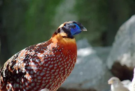 Kohima Zoo Hillside Enclosures and Wildlife Habitat in Nagaland
